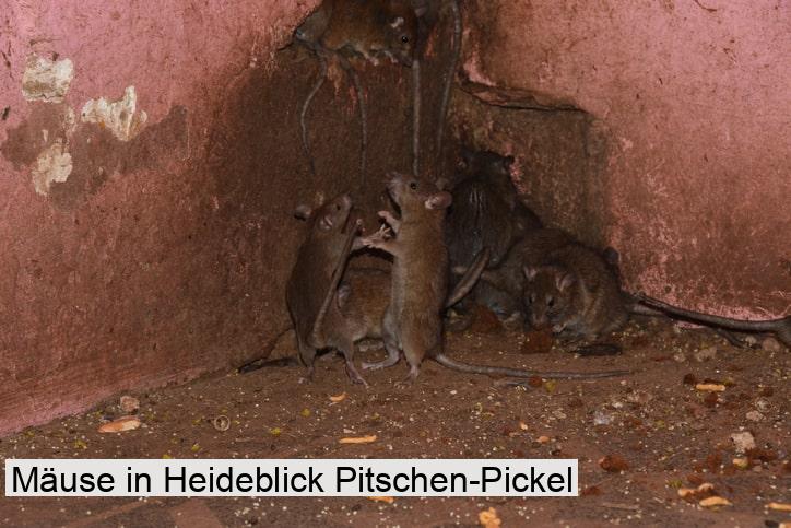 Mäuse in Heideblick Pitschen-Pickel